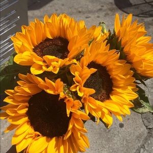 Meet your Posher, Lady Latte 🌻